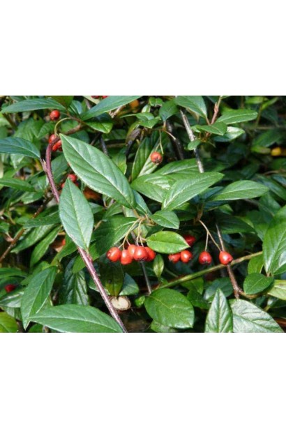 Глянцевые листья кизильника Парк Теппич крупным планом